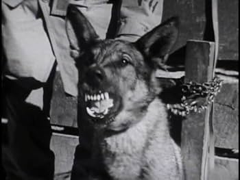Amazon.com: WAR DOGS Army Air Force USAF USCG old Films WW2